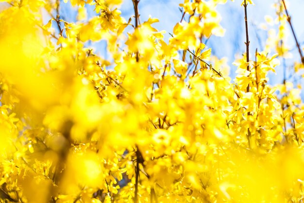 Nature in spring wedding invitation and floral composition concept - beautiful yellow flowers and blue sky as background