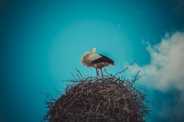 Nature, Stork nest made ​​of tree branches over blue sky in dramatic