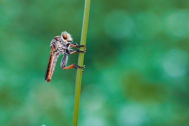 Photo nature story, insect among us