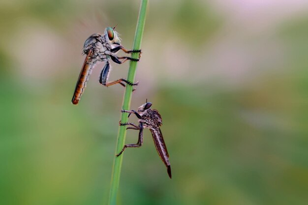 Photo nature story, insect among us