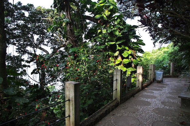 La natura sul pan di zucchero a rio de janeiro, brasile