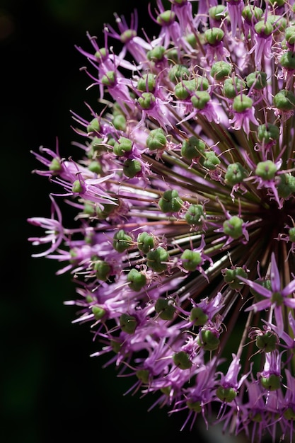 Nature summer background with flowers