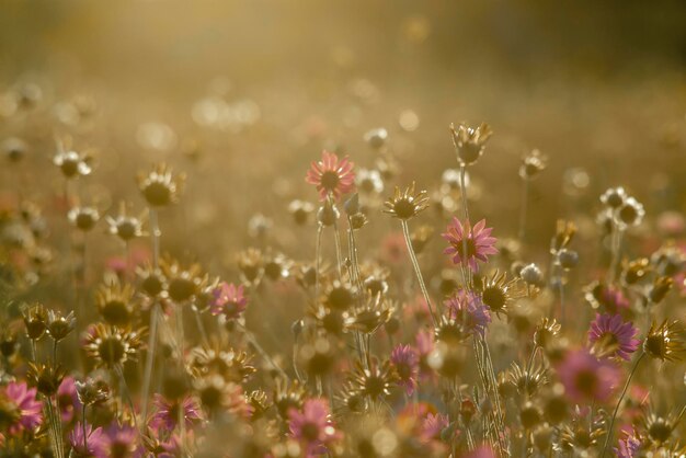 Photo nature summer background with purple flowers in the meadow at sunset