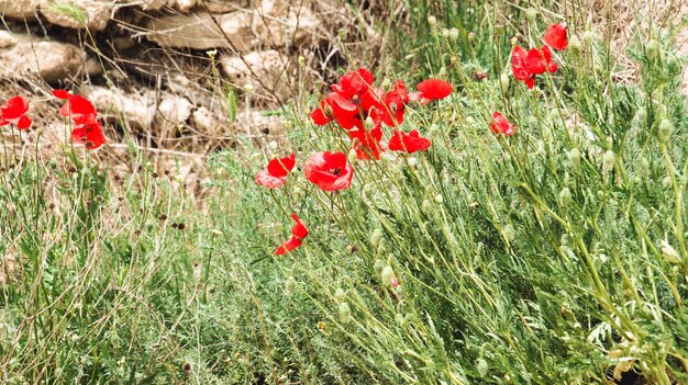 Photo nature in the summer season in bulgaria.