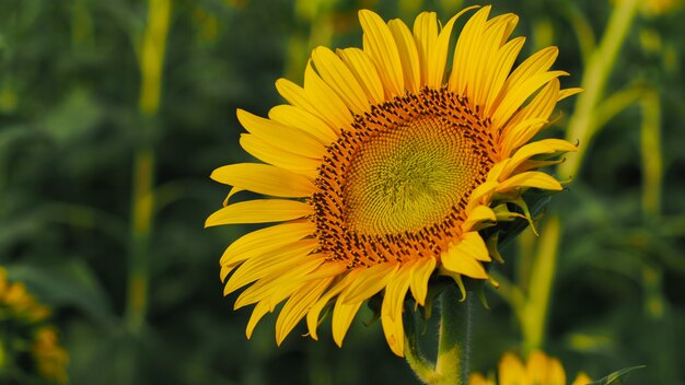 Nature Sunflower in the garden