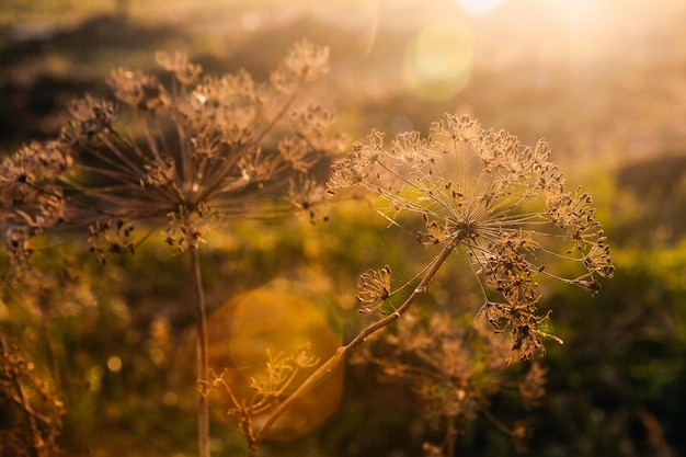 Nature at sunset