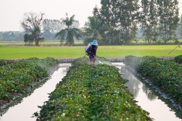 Foto natura dell'agricoltura dell'igname della piantagione di patate dolci