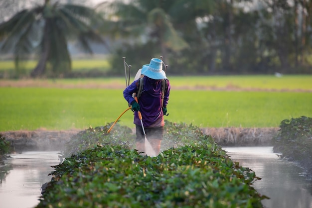 Nature of sweet potatoes plantation yam farming