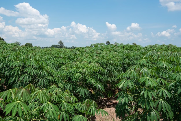 Nature of sweet potatoes plantation yam farming