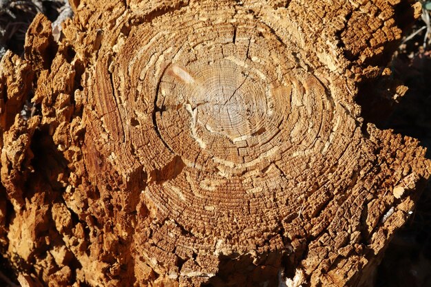 Nature texture background Closeup of a cutting tree