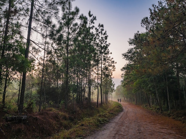 nature trail in the morning in national park in Thailand