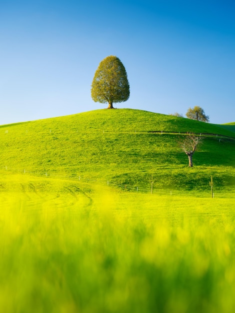 Nature tree on top of the hill landscape before sunset fields and meadows natural wallpaper agricultural landscape in summer time