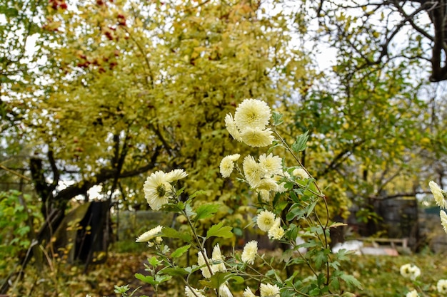 Nature trees and yellow flowers in the foreground