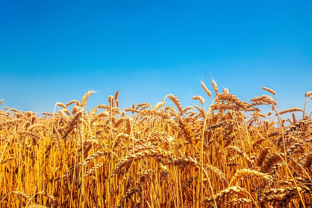 Nature Ukraina flag meadow wheat under sky