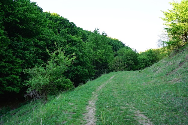 ウクライナの自然 チェルニウツィー地方の小道と鬱蒼とした森の風景