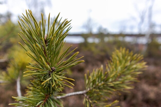 Nature view in the background with a blurred swamp with a green pine tree branch in the foreground