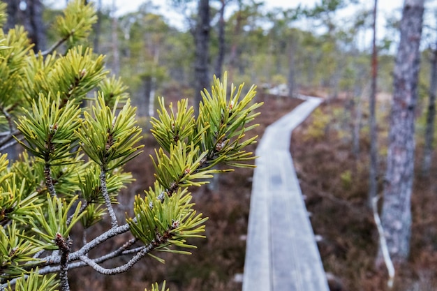 Nature view of a bog with a wooden walkway winding through the bog on a pine tree branch in the fore