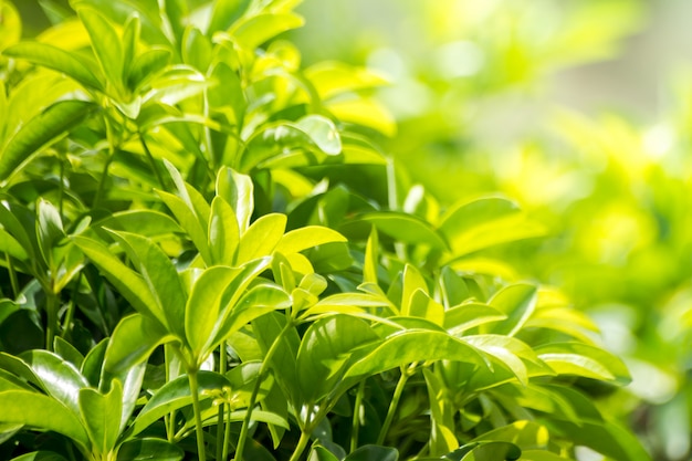 Nature view of  green leaf abstract background  in garden