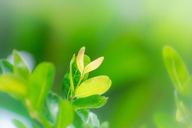  nature view of  green leaf abstract background  