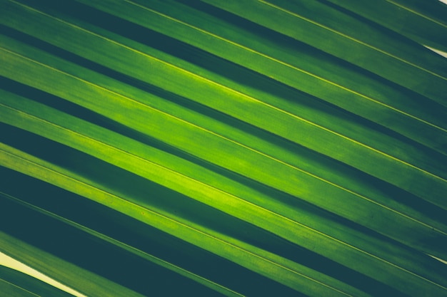  nature view of  green leaf abstract background  