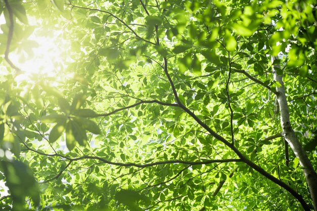 nature view green leaf on blurred background under sunlight