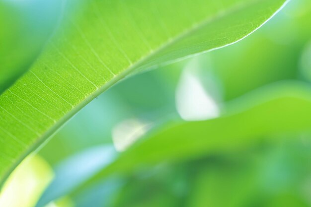 Nature view of green leaf on blurred greenery background in garden with copy space using as background natural green plants landscape ecology fresh wallpaper