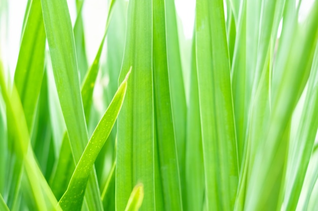 Nature view of green leaf on blurred greenery background in garden with copy space using as background natural green plants landscape ecology fresh wallpaper