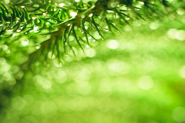 nature view of green leaf on blurred greenery background 