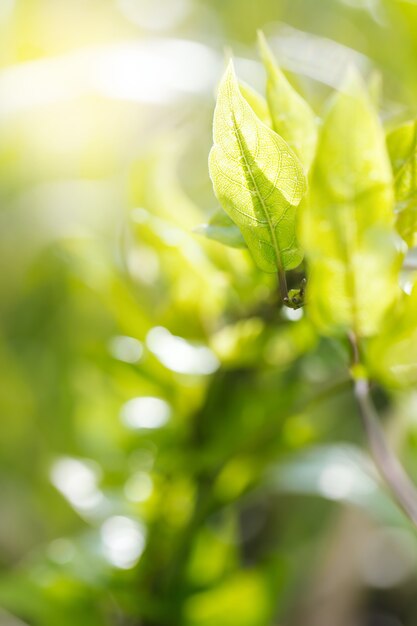 Nature view of green leaves on blurred greenery background in nature.Macro photography with super shallow depth of field.