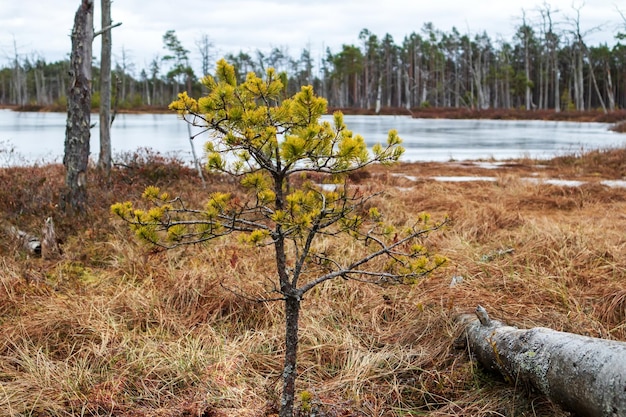 Nature view of a marsh with a lake and windswept trees along the edge of the lake