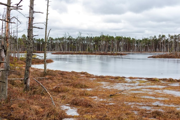 Nature view of a marsh with a marsh lake and windblown trees along the edge of the lake