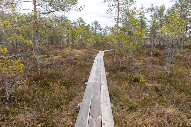 Photo nature view of the marsh with a wooden walking path winding through the marsh