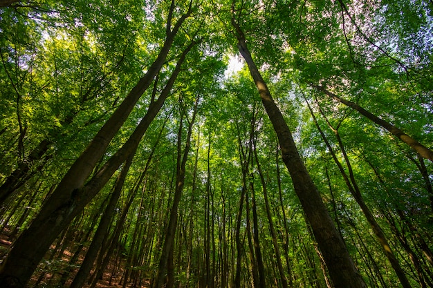 サクソンスイス国立公園、ドイツの自然の風景