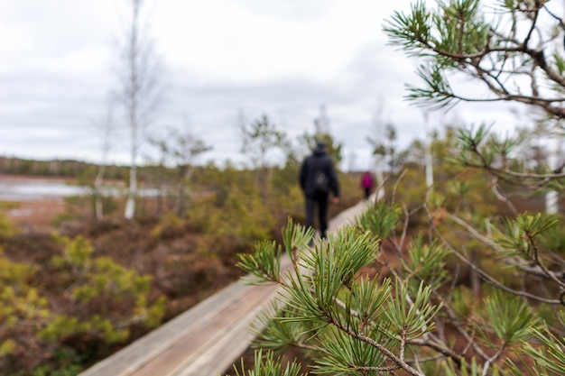 Nature view of a swamp with a wooden walking path winding through the swamp and a blurred silhouette