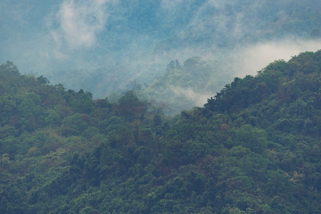 熱帯雨林の自然の風景