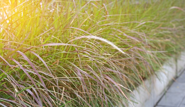 Nature wild grass flower at golden sunlight.