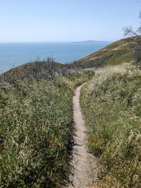 Nature and wildflowers at Point Reyes national seashore California