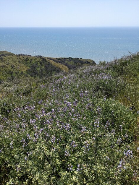 カリフォルニア州ポイント・レイズ国立海岸の自然と野生の花