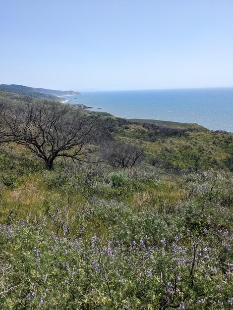 Nature and wildflowers at Point Reyes national seashore California