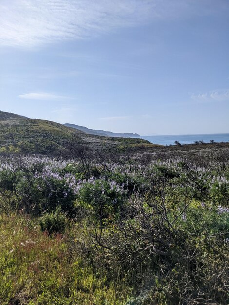 カリフォルニア州ポイント・レイズ国立海岸の自然と野生の花