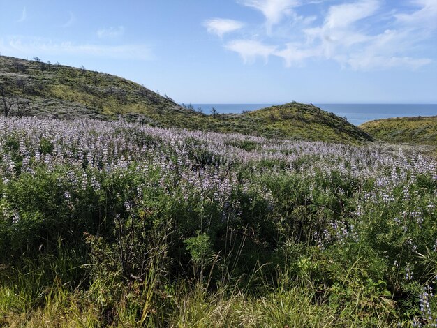 カリフォルニア州ポイント・レイズ国立海岸の自然と野生の花