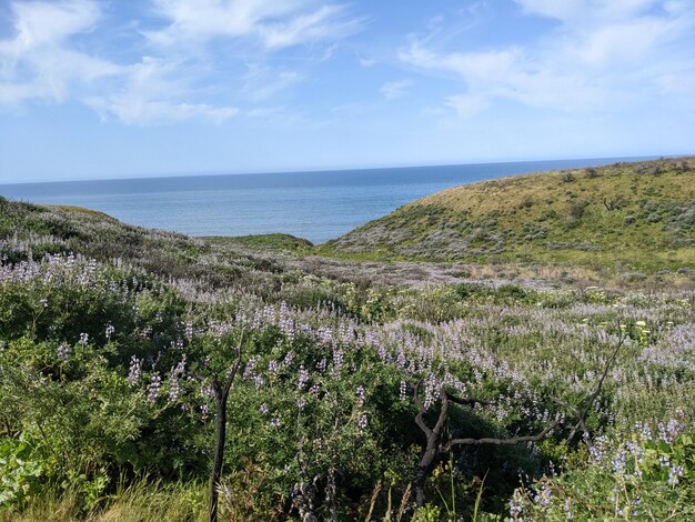 カリフォルニア州ポイント・レイズ国立海岸の自然と野生の花