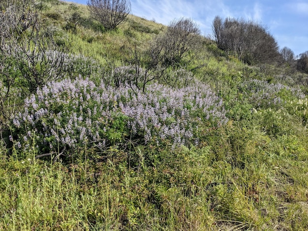 Nature and wildflowers at Point Reyes national seashore California