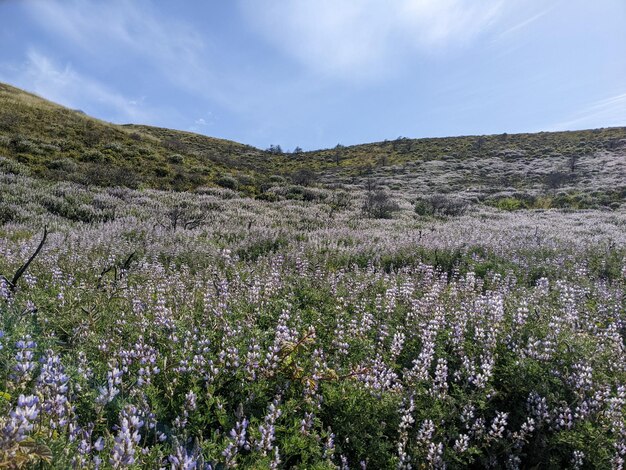 カリフォルニア州ポイント・レイズ国立海岸の自然と野生の花