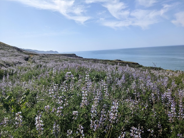 カリフォルニア州ポイント・レイズ国立海岸の自然と野生の花