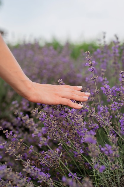 自然。ラベンダー畑でラベンダーの花に触れる女性の手