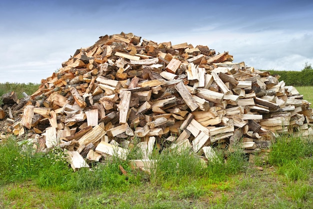 Foto natura legno e deforestazione con mucchi di tronchi a terra all'aperto per la fabbricazione o la produzione industriale ambiente alberi e erba in foresta o boschi per legname o legname fornitura e professione