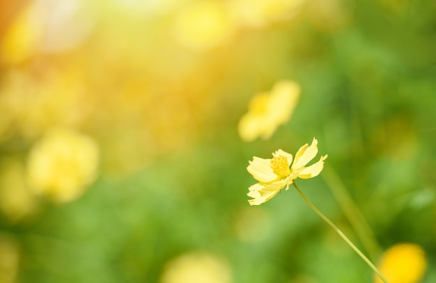 Nature yellow flower field blur / Yellow plant calendula autumn colors beautiful in the garden