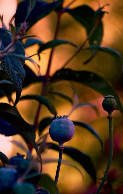 Natures beauty The garden in autumn