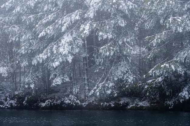 Natures beauty snowy forest icy lagoon and diverse wildlife amidst frigid Sierra de Guadarrama